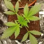 Apricot Auto Fastbuds