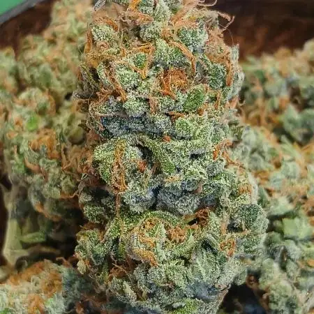 Original strain FastBuds