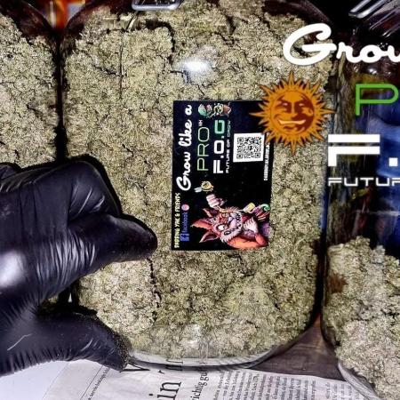 Dabbing Yak & Friends Grow Barney's Farm Saison2 - Halloween 🎃 Special - #GMO 
