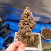 Banana purple punch atuo