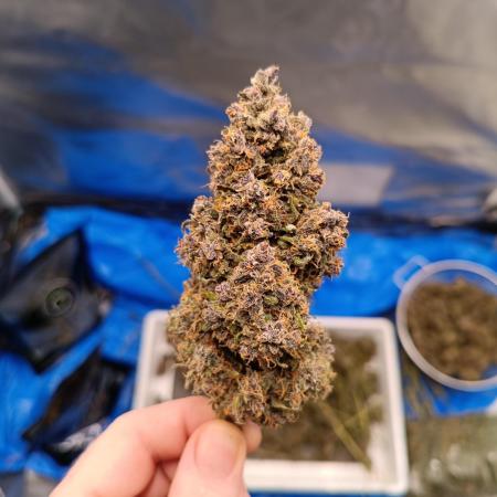 Banana purple punch atuo