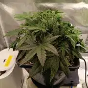 OG kush atuo x1
