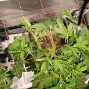 Banana purple punch x1