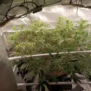 Banana purple punch x1