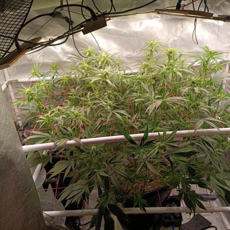 Banana purple punch x1