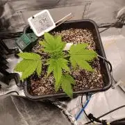 Banana purple punch x1