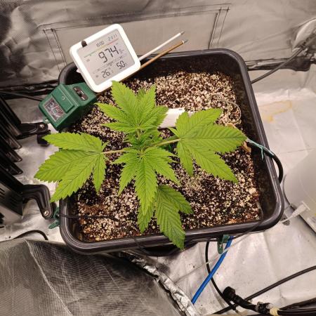 Banana purple punch x1