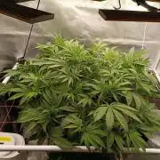 Banana purple punch x1