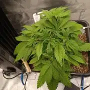 Banana purple punch x1