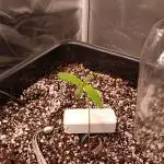 Banana purple punch x1