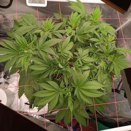 Banana purple punch x1