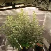 OG kush atuo x1
