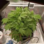 Banana purple punch x1