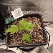 Banana purple punch x1