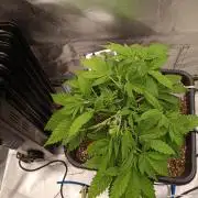 Banana purple punch x1