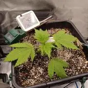 Banana purple punch x1