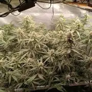 Banana purple punch atuo