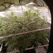 Banana purple punch atuo