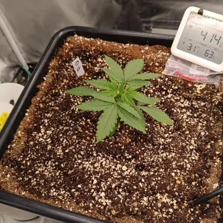 OG kush atuo x1