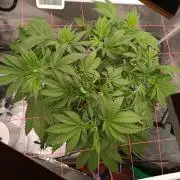 Banana purple punch x1