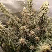 OG kush atuo x1