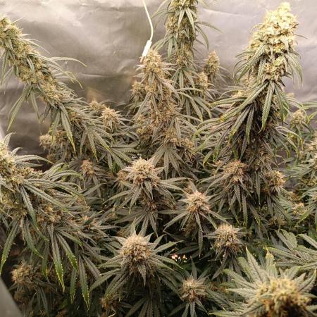 OG kush atuo x1