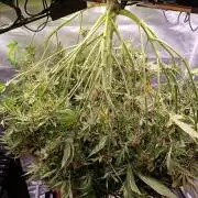 Banana purple punch atuo