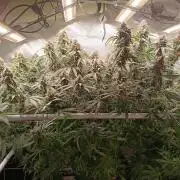 Banana purple punch atuo