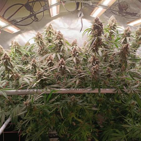 Banana purple punch atuo