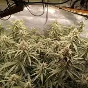 Banana purple punch atuo