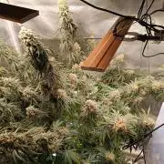 OG kush atuo x1
