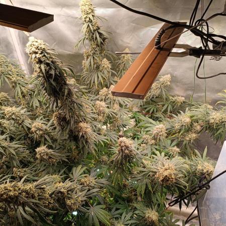 OG kush atuo x1