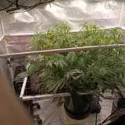 Banana purple punch x1