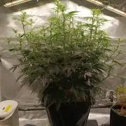 OG kush atuo x1