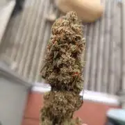 OG kush atuo x1