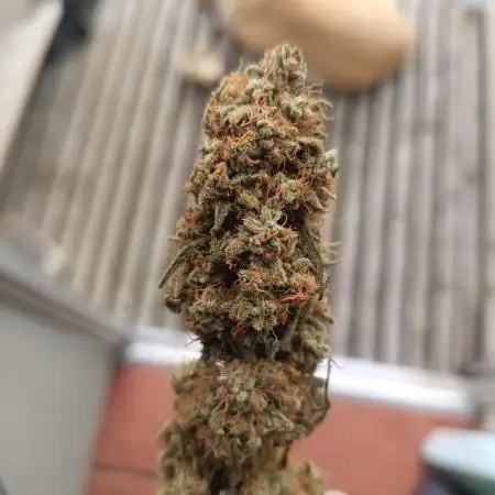 OG kush atuo x1