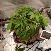 Banana purple punch x1