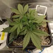 OG kush atuo x1