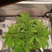 Banana purple punch x1