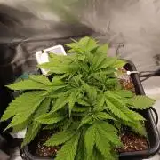 Banana purple punch x1