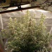 OG kush atuo x1