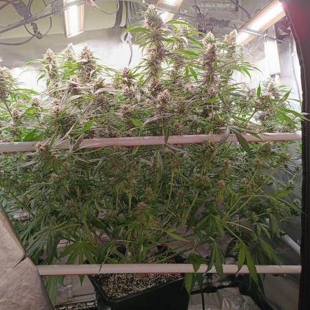 Banana purple punch atuo