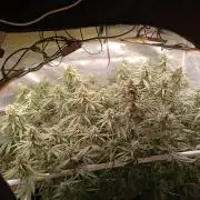 Banana purple punch atuo