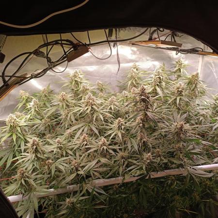 Banana purple punch atuo