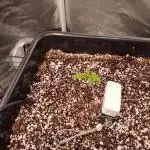 Banana purple punch x1