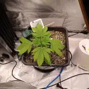 Banana purple punch x1