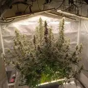 OG kush atuo x1