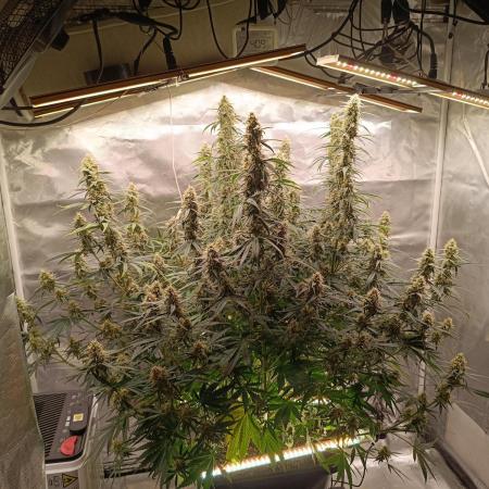OG kush atuo x1