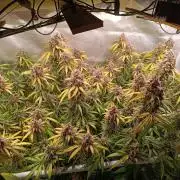 Banana purple punch atuo