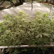 Banana purple punch atuo